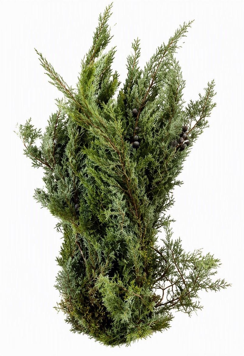 <h4>Arizonica Cupressus 5kg P Pak</h4>