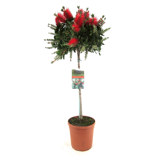 <h4>Callistemon Citrinus 'Splendens' Leavis</h4>