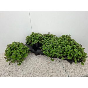 Callisia repens