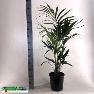 HOWEA FORSTERIANA