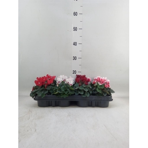 Cyclamen KL 'Verano'