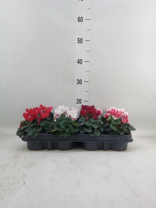 <h4>Cyclamen KL 'Verano'</h4>