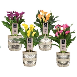 Zantedeschia gemengd Calla mix in mand Nairobi