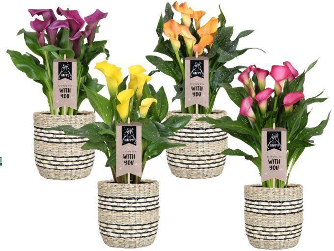 <h4>Zantedeschia gemengd Calla mix in mand Nairobi</h4>
