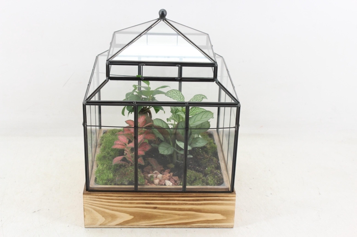 <h4>arr3 WR - Terrarium Wardian case one</h4>