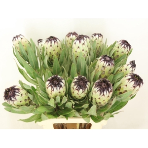 PROTEA MAG NIOBE