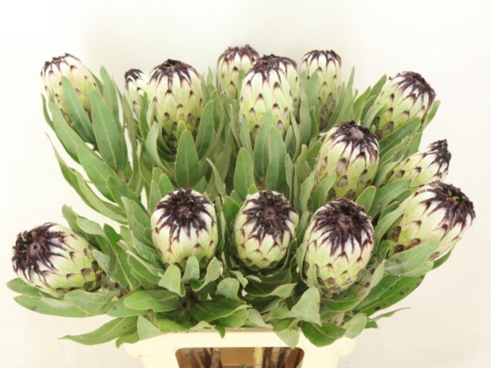 <h4>PROTEA MAG NIOBE</h4>