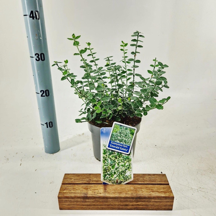 <h4>Euonymus fortunei Emerald Gaiety</h4>
