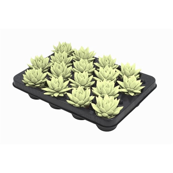 <h4>Echeveria coloured pastel yellow</h4>