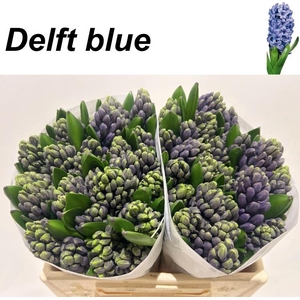 HYAC DELFT BLUE