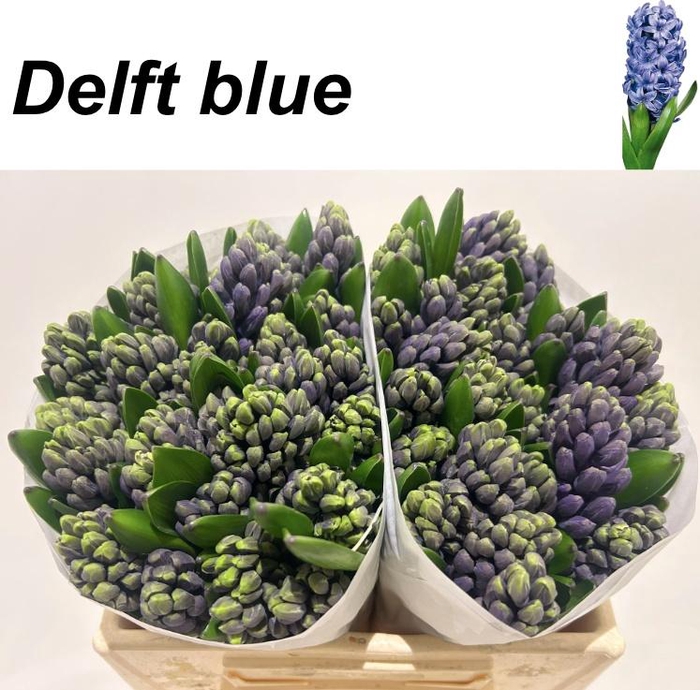 <h4>HYAC DELFT BLUE</h4>