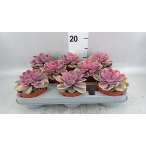Echeveria   ...