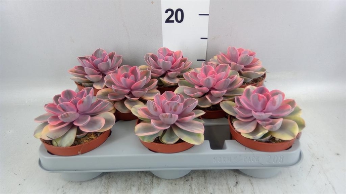 <h4>Echeveria   ...</h4>