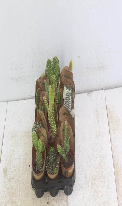 <h4>CACTUS MINI P06</h4>