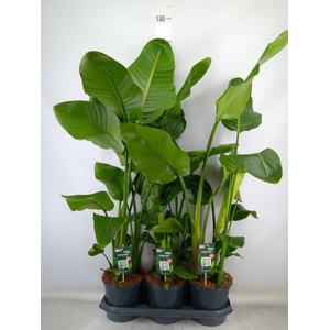 Strelitzia nicolai
