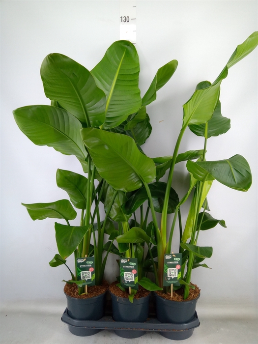 <h4>Strelitzia nicolai</h4>