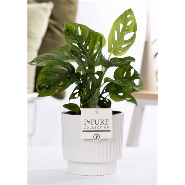 <h4>Monstera Adansonii in P&PURE Ivy ceramics shiny white</h4>