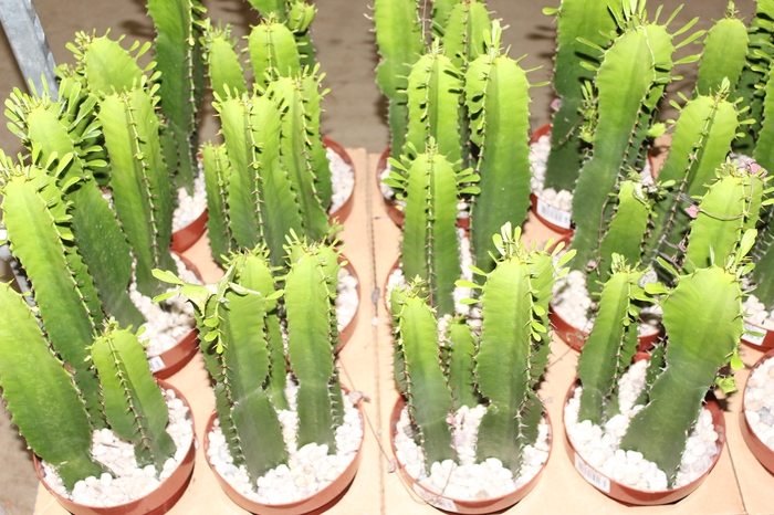 <h4>CACTUS EUPHORBIA MANDACARU P17</h4>