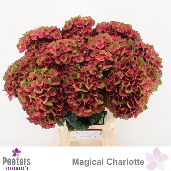 <h4>HYDR M MAG CHARLOTTE</h4>