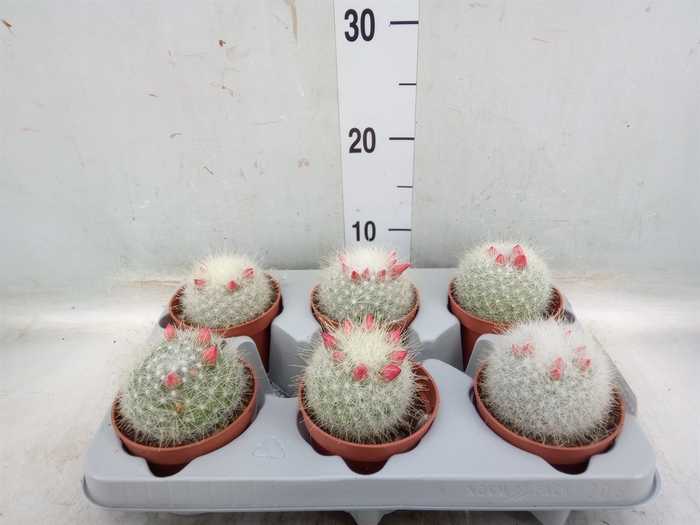 <h4>Mammillaria</h4>