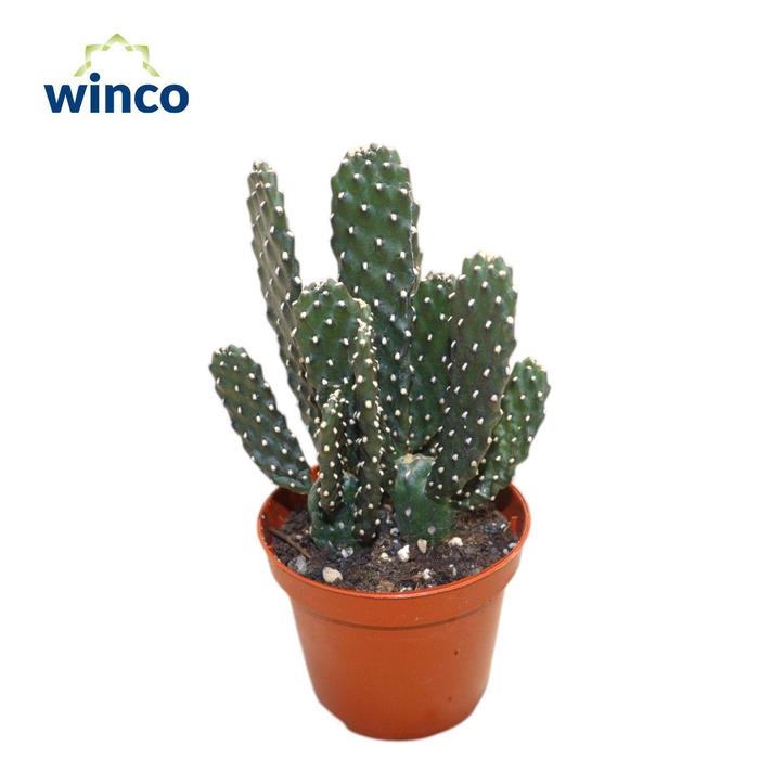 <h4>Opuntia Consolea Rubescends</h4>