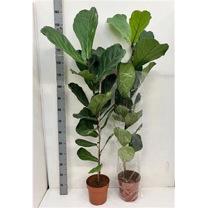 Ficus Lyrata A2