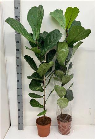 <h4>Ficus Lyrata A2</h4>