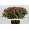 Protea Robijn
