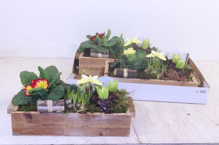 <h4>ARR TUINPLANTEN</h4>