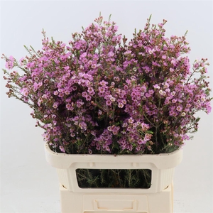 Chamelaucium 'Painted Lady'