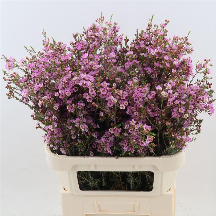 <h4>Chamelaucium 'Painted Lady'</h4>