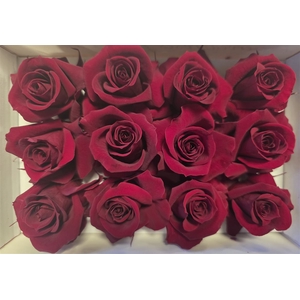 Ro Pres.. Red (4cm)