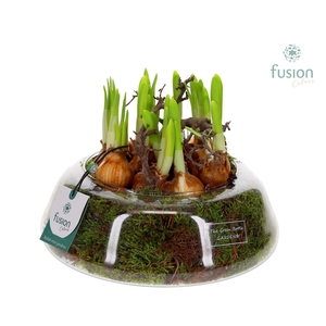 Green Bottle Christel Large met Narcissus