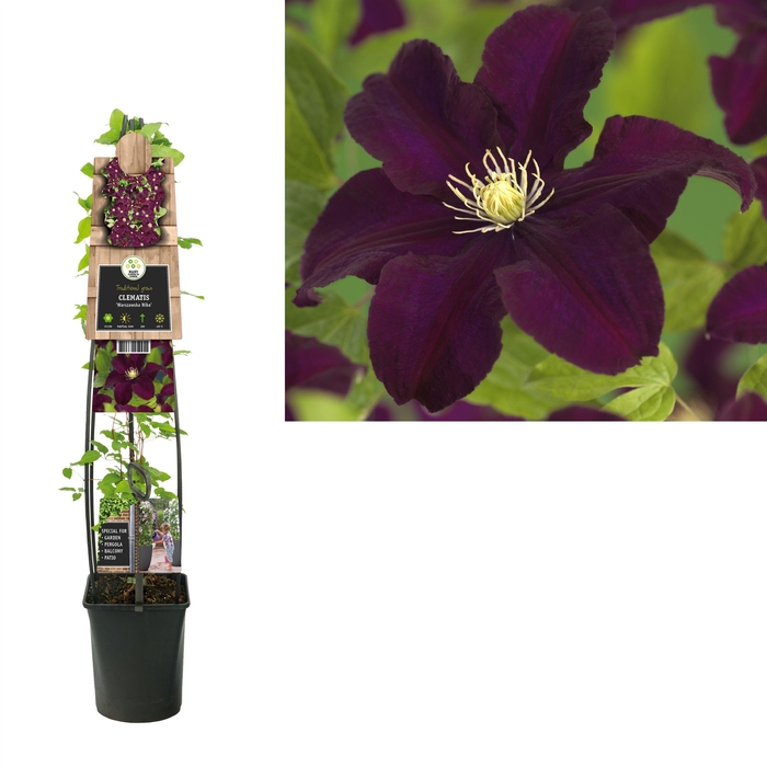 <h4>Clematis 'Warszawska Nike' +3.0 label</h4>