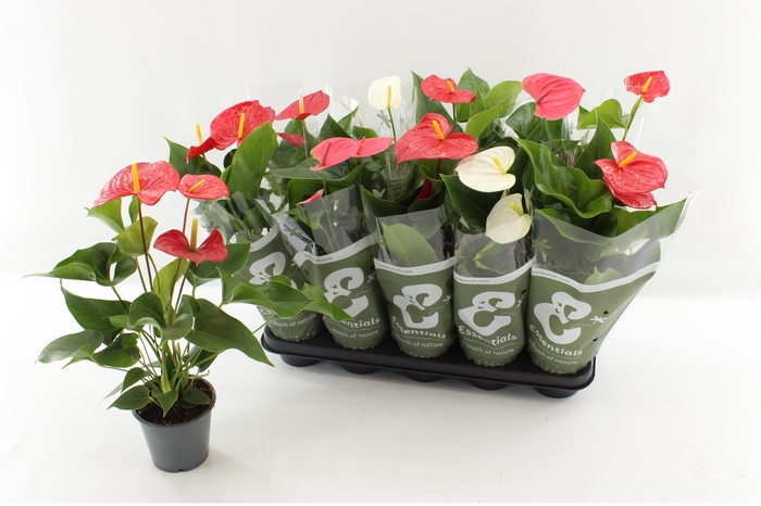 <h4>ANTHU AN GEM 4 KL</h4>