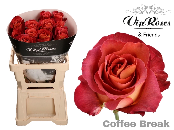<h4>Rosa la coffee break</h4>