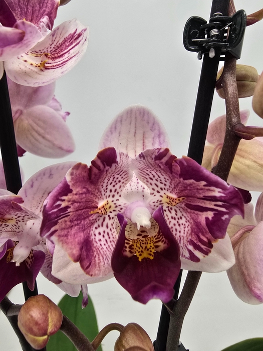 <h4>Limited 26 week 7</h4>