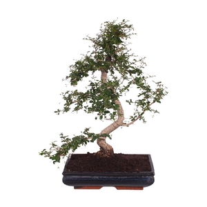 Bonsai Gemengd Keramiek