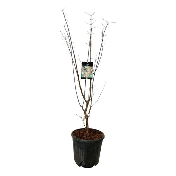 <h4>Acer griseum</h4>