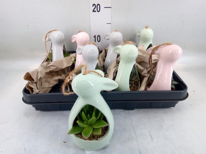 Arr.  Succulents H%