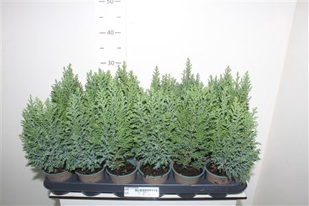 <h4>Cham L Ellwoodii</h4>