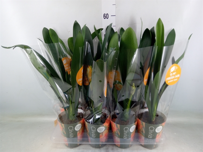 <h4>Clivia miniata</h4>