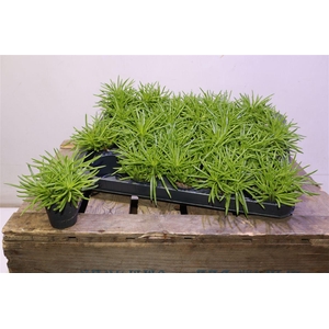 arr8 Senec Arch Himalaya