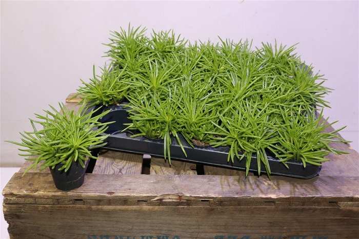 <h4>arr8 Senec Arch Himalaya</h4>