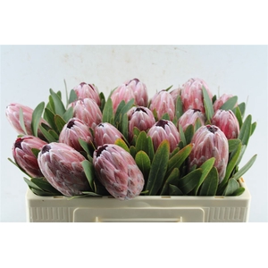 Protea Pink Ice