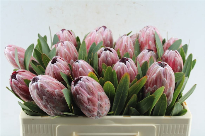 <h4>Protea Pink Ice</h4>