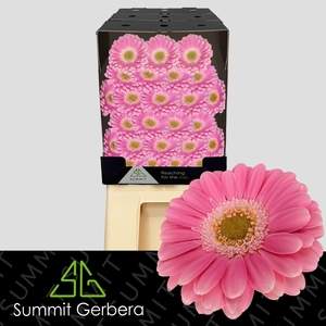 Germini Philou Diamond