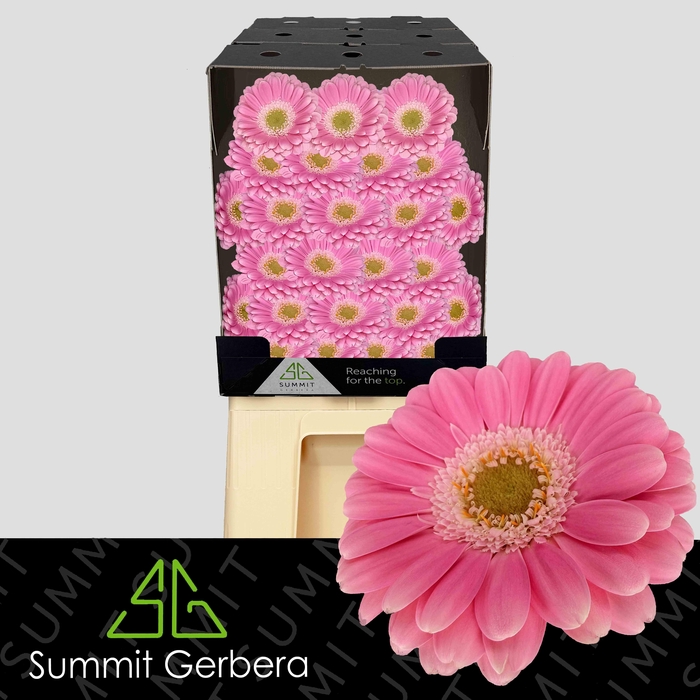 <h4>Germini Philou Diamond</h4>