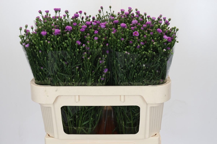 <h4>Aster Casarosa</h4>