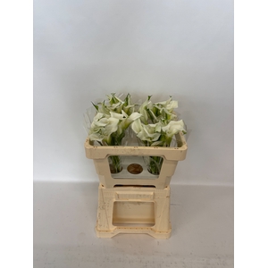 Calla Crystal Blush Double Future